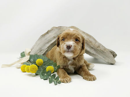 Ernie 3 weeks.jpeg