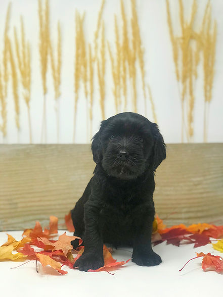 Pie, 5 weeks old black Australian Labradoodle
