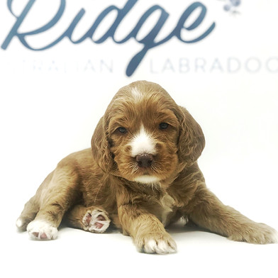 Courage 3 weeks old