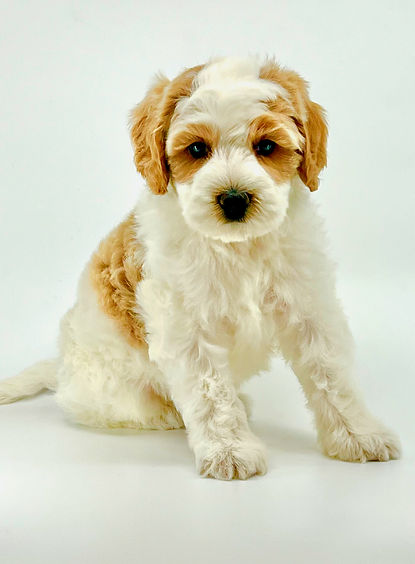 Hubba Bubba 6 weeks old