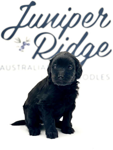Jib 5 weeks old