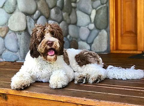 Ponderosa Chocolate Parti Australian Labradoodle