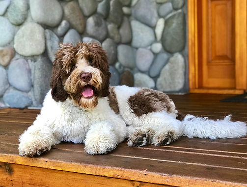 Ponderosa Chocolate Parti Australian Labradoodle