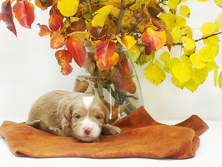 Minnie Adelaide 2 weeks..jpeg