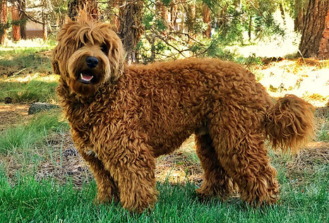 Red Australian Labradoodle JuniperRidgeAustralianLabradoodles.com