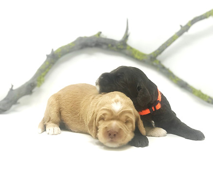 Dandelion & Poppy 2 weeks old