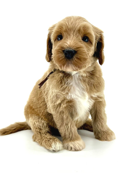 Ziggy 5 weeks old 4.36 lbs