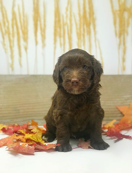 chocolate Australian Labradoodle