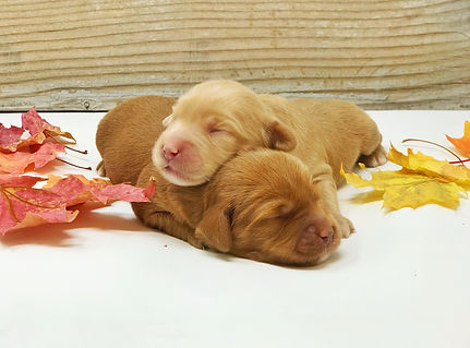 Louie & Florence May 1 week old.jpeg
