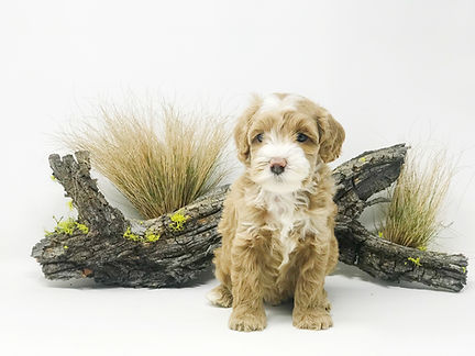 Minnie Adelaide 5 weeks..jpeg