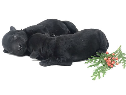 Jitterbug's Night Sky Puppies Nova & Twi