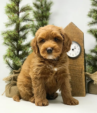 Louie 7 weeks old mini Australian Labradoodle
