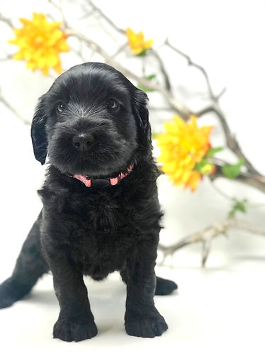 Calamity Jane 5 weeks old