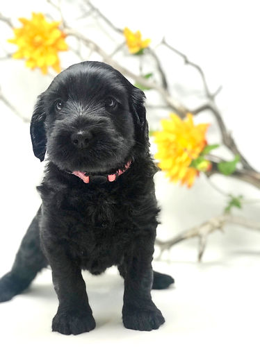 Calamity Jane 5 weeks old
