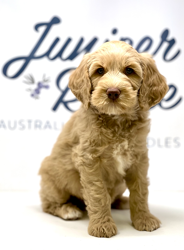 Buck 7 weeks old