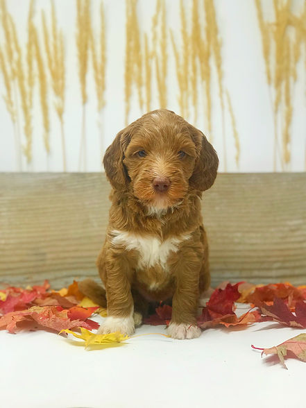 Cider 5 week old Red Tuxedo Australian Labradoodle.jpeg