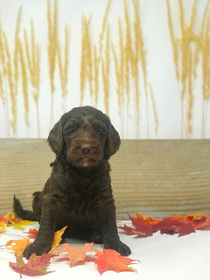 Chocolate Australian Labradoodle