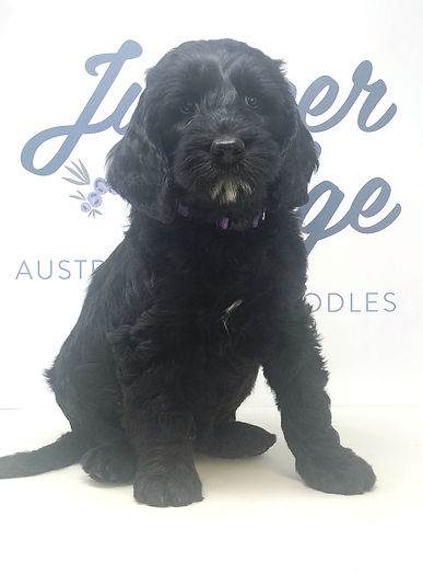 Kindness 7 weeks old
