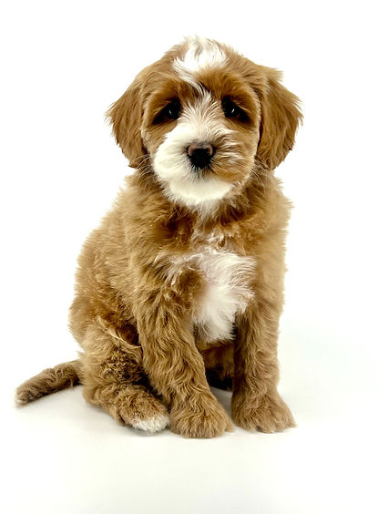 Bubblicious 7 weeks old 5.52 lbs