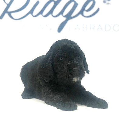 Kindness 3 weeks old