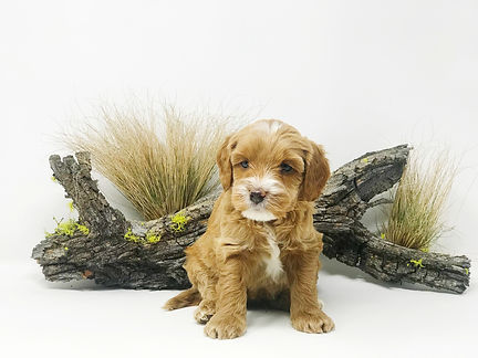 Ernie 5 weeks.jpeg