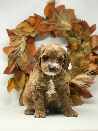 Ernie 6 weeks old.jpeg