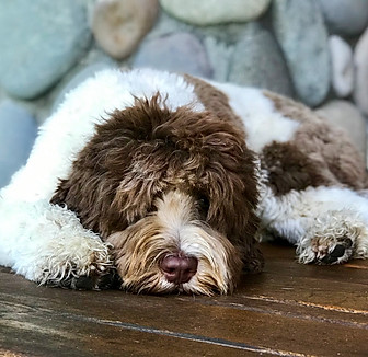 Ponderosa Chocolate Parti Australian Labradoodle