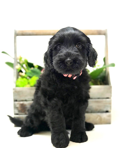 Calamity Jane 6 weeks old