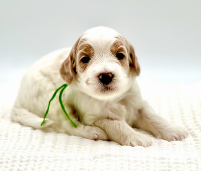 Valor 3 weeks old
