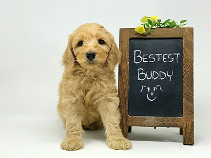 Clover 7 weeks..jpeg