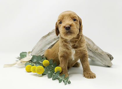 Frankie 3 weeks.jpeg