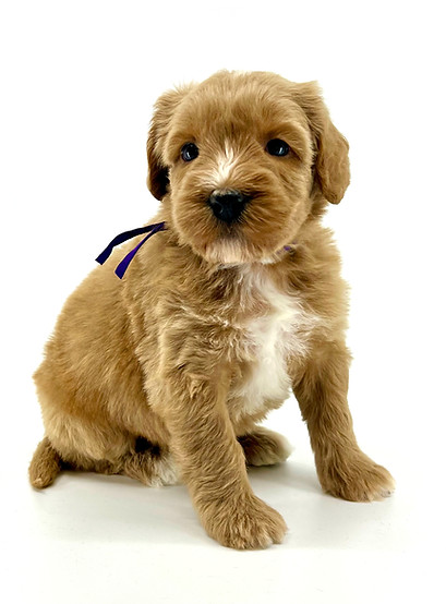Harmony 5 weeks old 3.92 lbs