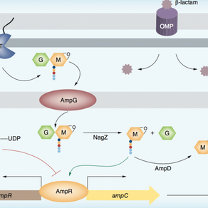Lamers’ review on targeting the P. aeruginosa cell wall for new antibiotics published today