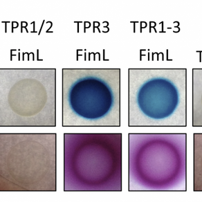New FimV paper published