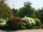 three varieties of Hydrangea