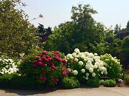 three varieties of Hydrangea
