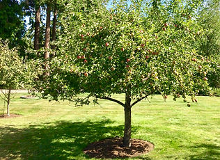 Organically grown Apple tree