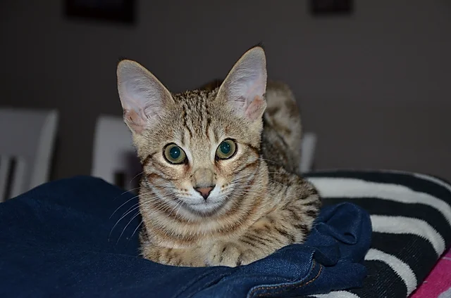 Savannah Cat In Illinois Crist Creations F1f4 F6 For Sale