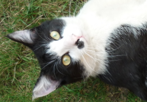 Minou.png