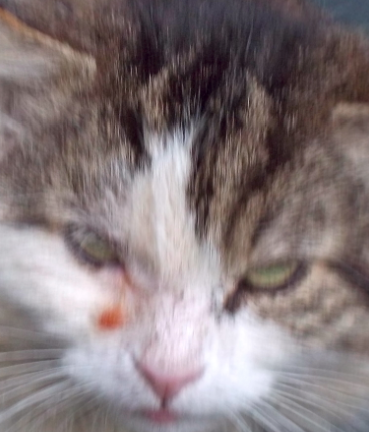 Sarko.png