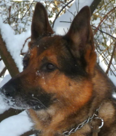 Arko.png