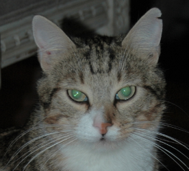 Chaton.png
