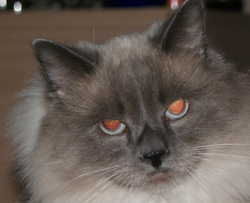 Pistache.png