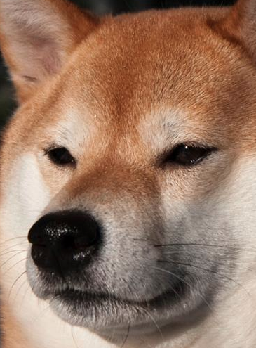 Sushi.png