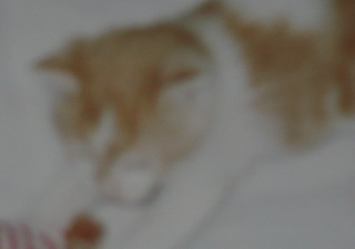 Spirou.png