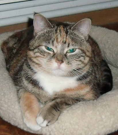 kimba.png