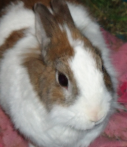 Nala.png
