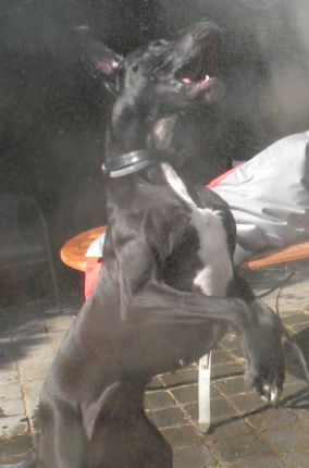 Nala copie.png