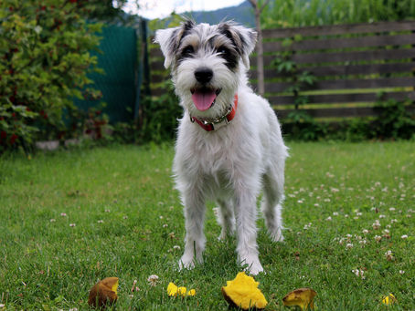 Sommerzeit ist Grillzeit