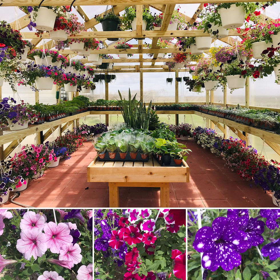 flower baskets sale